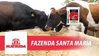 Linha Leite Fazenda Santa Maria [upl. by Darum]