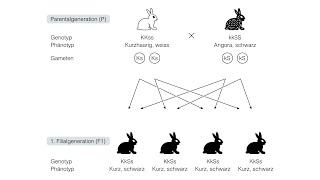 Dihybrider Erbgang [upl. by Hopkins825]