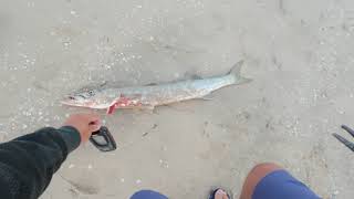 25 Kg Barracuda on Shimano Stella Fk [upl. by Caresse]