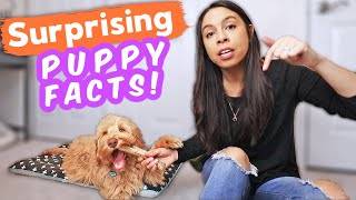 10 PUPPY FACTS that nobody talks about😮 👉 Part 1 of 2 [upl. by Ennaus762]