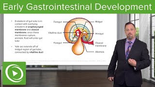 Early Gastrointestinal Development – Embryology  Lecturio [upl. by Aihsekat830]