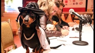 Crusoe at the Woofstock High Tea Red Carpet Event  Fairmont Toronto [upl. by Cirdet]