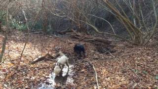 Truffles  Hunting t macrosporum and t brumale [upl. by Audy]