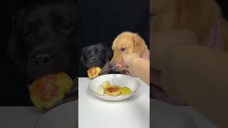 My Labrador Brother Is A Picky Eater Golden and Labrador Cute Pet Debut Plan [upl. by Eilrahs]