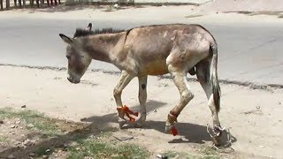 Rescue of donkey victim of cruel owner [upl. by Alexi458]