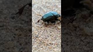 Beetle 🪲 beetle shortsvideo bugs nature [upl. by Llerot564]