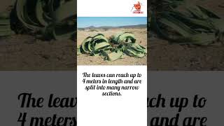 Welwitschia mirabilis [upl. by Lesley885]