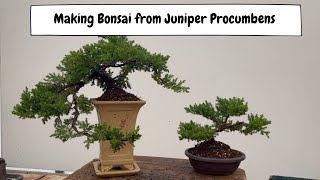 Making Bonsai From Juniper Procumbens with Padmapriya [upl. by Lanor]