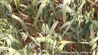 Cutting oat crops at right stage [upl. by Meaghan]