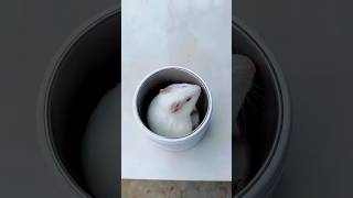 Cute Hamster 😱 hamster cat shirts shortcomedy [upl. by Shorter234]