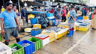 Woow Beautiful Fish Market In Negombo Srilanka [upl. by Champagne987]