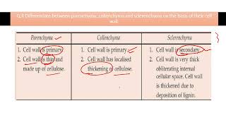 Differentiate between parenchyma collenchyma and sclerenchyma on the basis of their cell wall [upl. by Gleda]