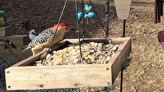 Male Red Bellied Woodpecker talking up close [upl. by Ytisahc444]