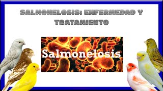 SALMONELOSIS ENFERMEDAD🐣 Y TRATAMIENTO🤕 [upl. by Nahamas368]