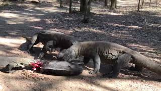 a pig that was pounced on and eaten alive by a Komodo dragon [upl. by Jenette]