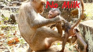 Poor Baby Monkey ADA Crying Seizures  Angel Mom Hit and Bite Weaning Baby No Milk  Sounds Monkey [upl. by Avivah]