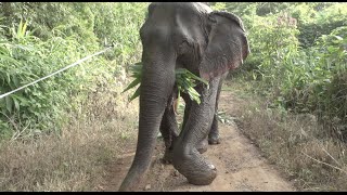 Journey of rescued broken leg elephant Kabu  ElephantNews [upl. by Musa973]