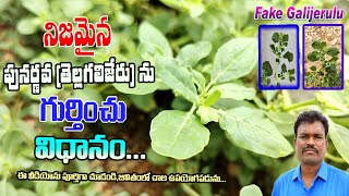 నిజమైన పునర్నవ తెల్లగలిజేరును గుర్తించు విధానంoriginal PunarnavaTellagalijeru In Telugu Videos [upl. by Anirtek]