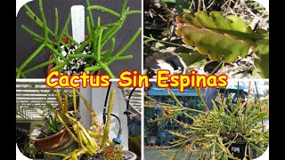 25 Tipos de cactus Rhipsalis Es un cactus colgante y sin espinas [upl. by Jeffie644]