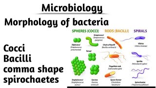 Microbiology 1 Morphology of bacteria  Morphological classification of bacteria [upl. by Eilime]