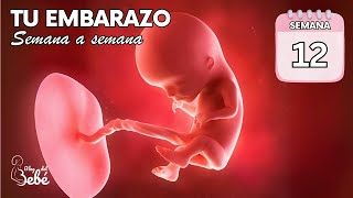 ❤️ Semana 12 de embarazo 🤰 Síntomas consejos y desarrollo del bebé  El embarazo semana a semana [upl. by Nonnelg]