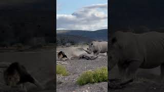 Rhino Stabs Male Lion with Its Horn [upl. by Aihsatsan179]