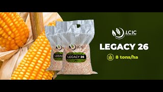 Legacy 26 Hybrid High Yielding Maize [upl. by Aliza]