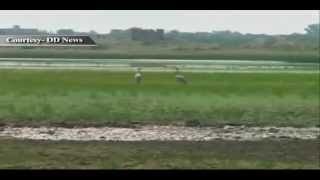 Kurja Demoiselle Crane in Barmer  Rajasthan [upl. by Eseela107]