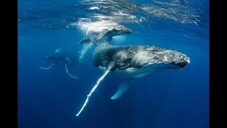 Le somptueux chant des baleines [upl. by Sedinoel]