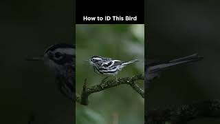 Can you identify this bird [upl. by Iva]