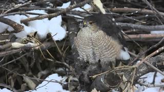 Adult Sharpshinned Hawk vs European Starling [upl. by Clarabelle]