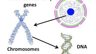 Biology  Cell nucleus chromosome and gene  English [upl. by Bluhm]