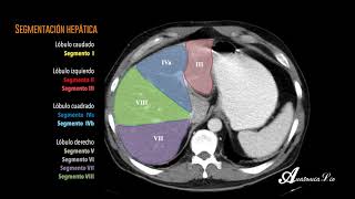 Segmentación Hepática [upl. by Bracci]