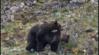 El Celo del Oso Pardo Ursus Arctos  HD [upl. by Einafets]