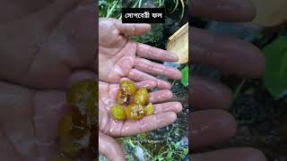 অদ্ভুত আবিষ্কারসোপবেরী সাবান ফল। Amazing Chinese Soapberry Fruit  🌔 ytshorts reels soap [upl. by Narmis]