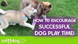 How to Encourage Successful Dog Play Time [upl. by Ayouqes]