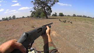 Out with the 1887 Cowboy gun n in with the A110 Adler bangin down feral pigs  hogs [upl. by Dasa]