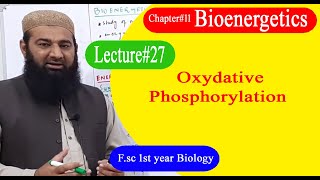 Biology Ch11Lecture27 Oxydative phosphorylation FSc 1st Year [upl. by Enomyar]