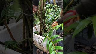 great ideas how to propagation dendrobium nobile plants short plants [upl. by Yrellav338]