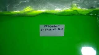 Kultur Phytoplankton jenis chlorella Media Aquarium UGOPLANKTON [upl. by Ashwin]