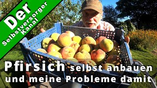 Pfirsich selbst anbauen und meine Probleme damit [upl. by Elbart]