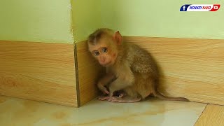 Rescue A Poor Baby Monkey  Welcome New Home For Orphan Baby Monkey [upl. by Onirefes]