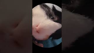 Dancing guinea pig cute funny guineadad pet [upl. by Ennair75]