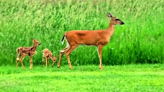 Momma Doe fawns go to the garden Whitetailed Deer herd [upl. by Girish]