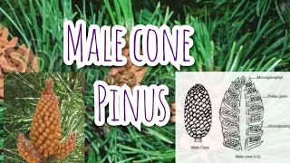 Male Cones of Pinus  Gymnosperms [upl. by Alit]