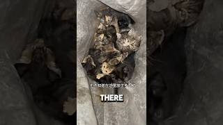 Woman Found Bag Of Kittens Outside Her Door ❤️kitten catshorts catlover [upl. by Raffaello481]