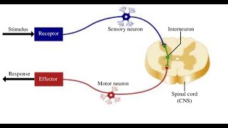 Two Minutes of Anatomy Reflex Arc [upl. by Ettelracs]