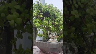 Bonsai Tree  Jade Bonsai Tree jade bonsai shorts plantshorts jadebonsai bonsailovers [upl. by Enelrihs]