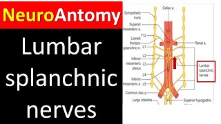 Lumbar Sympathetic System Exploring the Lumbar Splanchnic Nerves [upl. by Waldron]