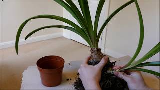 Separating Baby Amaryllis Bulb [upl. by Aitas]